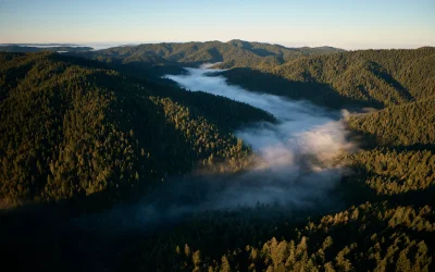 Apple investe nella protezione e nel ripristino delle sequoie californiane