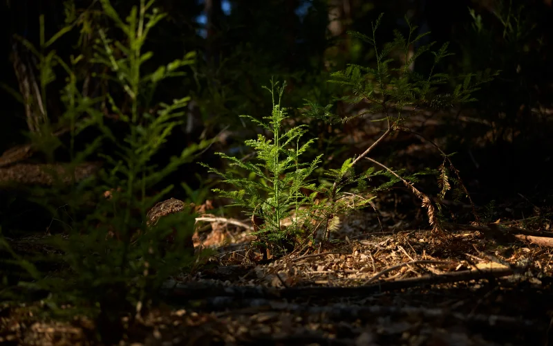 Apple investe nella protezione e nel ripristino delle sequoie californiane