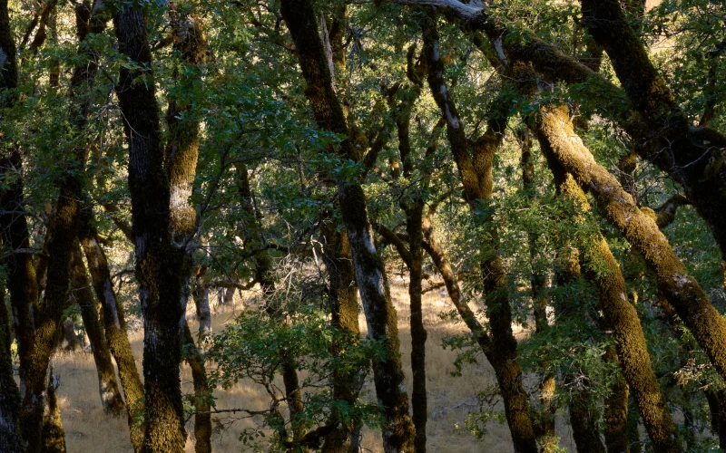 Apple investe nella protezione e nel ripristino delle sequoie californiane