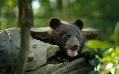 Apple TV svela il primo sguardo alla nuova serie “Born to be Wild”