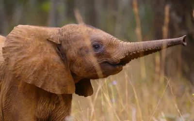 Apple TV svela il primo sguardo alla nuova serie “Born to be Wild”