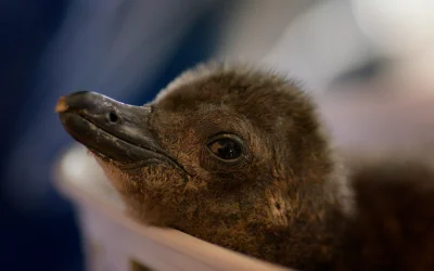 Apple TV svela il primo sguardo alla nuova serie “Born to be Wild”