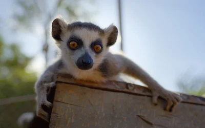 Apple TV svela il primo sguardo alla nuova serie “Born to be Wild”