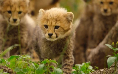 Apple TV svela il primo sguardo alla nuova serie “Born to be Wild”