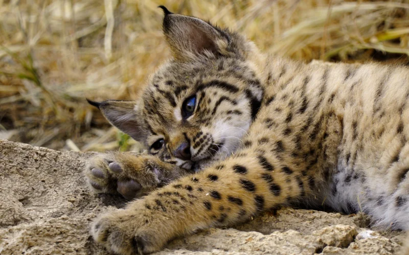 Apple TV svela il primo sguardo alla nuova serie “Born to be Wild”