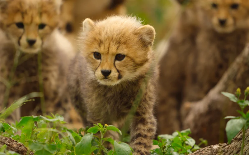 Apple TV svela il primo sguardo alla nuova serie “Born to be Wild”