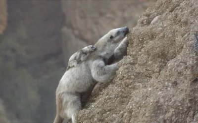 Apple TV+ annuncia la nuova serie “Prehistoric Planet: Ice Age”